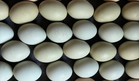 土鸡蛋商标名字大全 特选300个
